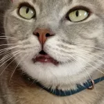 garde animaux petsitting arrosage