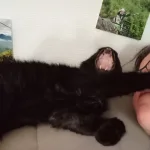 faire garder son chat