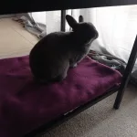 faire garder son lapin