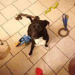 faire garder son chien pendant les vacances