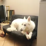 faire promener son chien
