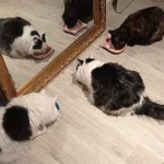 faire garder ses chats