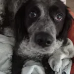 faire garder son chien