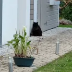 faire garder son chat