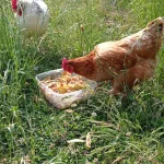 faire garder ses poules