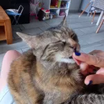 garde d'animaux