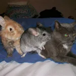 faire garder ses animaux